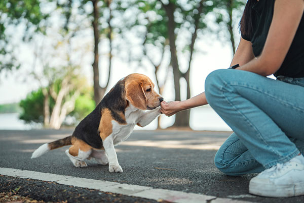 AidoVida-publiek-belang