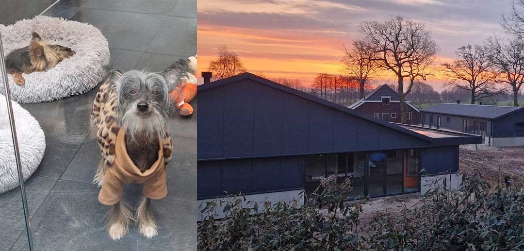 Hondenopvangcentrum in Den Ham