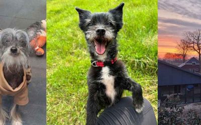 Steun nieuwe dierenartsruimte hondenopvang