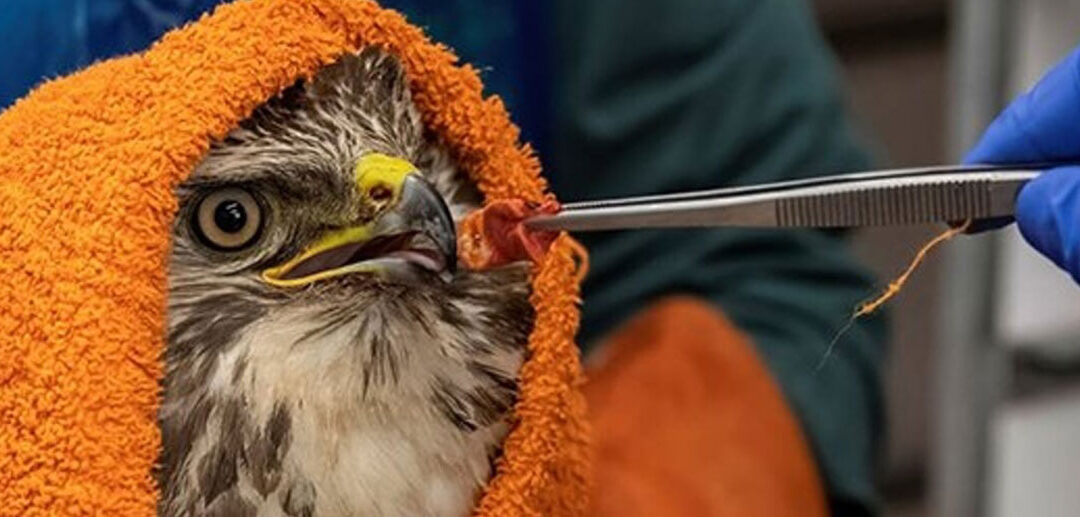 Steun aan Vogelklas Karel Schot