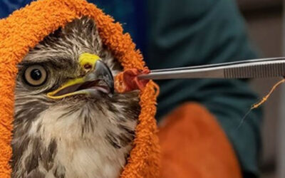 Steun aan Vogelklas Karel Schot